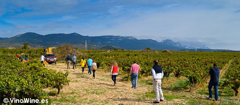 Visita a los viñedos de Bodega Contador