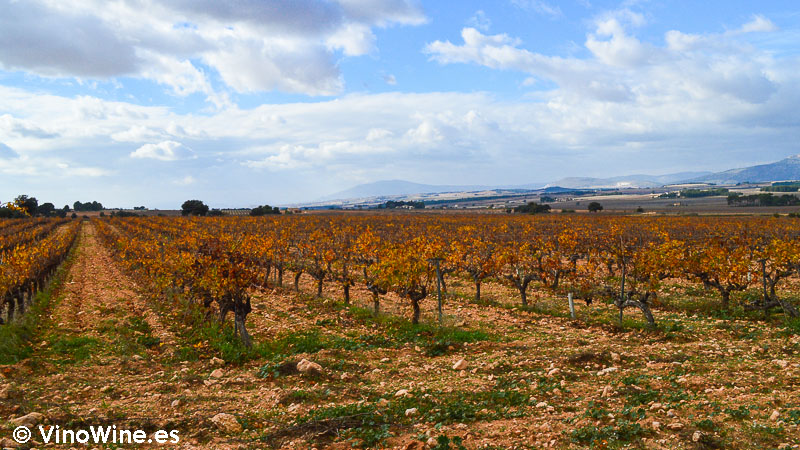 La viña de Bodega Rafael Cambra en Fontanars dels Alforins