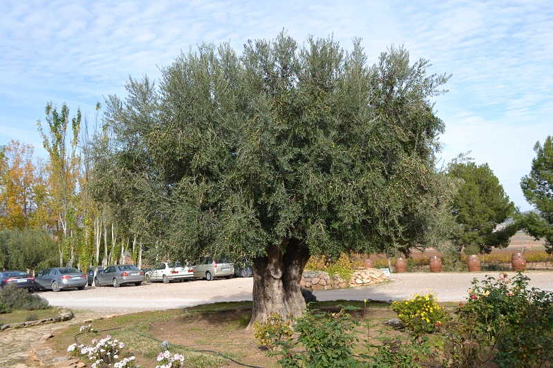 El olivo de Casa de la Ermita